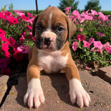 Boxer Puppy Poncho