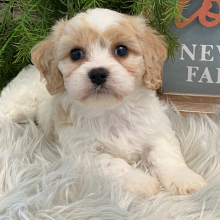 Cavachon Puppy Lyon
