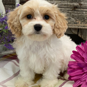 Cavachon Puppy Lyon