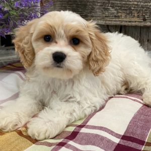 Cavachon Puppy Lyon