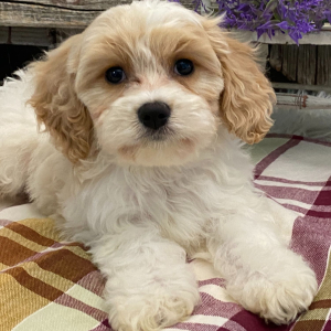Cavachon Puppy Lyon