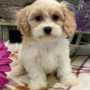 Cavachon Puppy Lyon