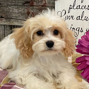 Cavachon Puppy Lyon
