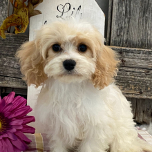 Cavachon Puppy Lyon