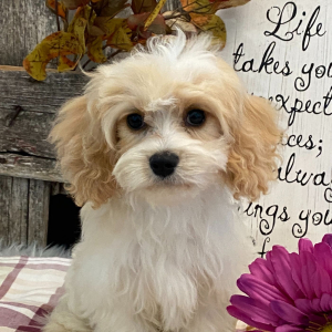 Cavachon Puppy Lyon