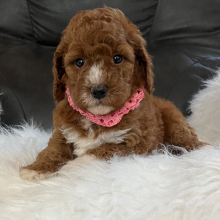 Goldendoodle Puppy Ruby