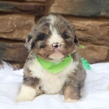 Bernedoodle Puppy Jackson