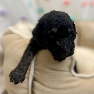 Poodle Puppy Cardea