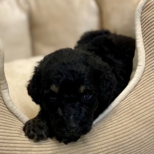 Poodle Puppy Cardea
