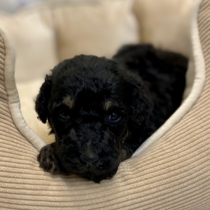 Poodle Puppy Cardea