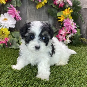 Maltipoo Puppy Roxie