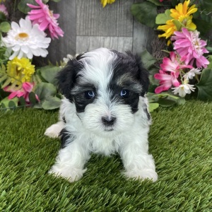 Maltipoo Puppy Roxie