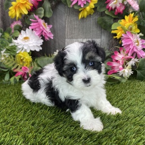 Maltipoo Puppy Roxie
