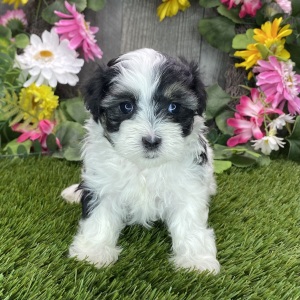 Maltipoo Puppy Roxie