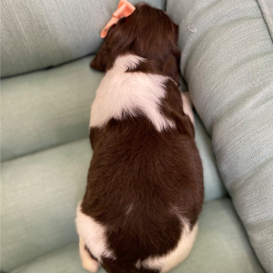 English Springer Spaniel Puppy Ronetta