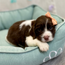 English Springer Spaniel Puppy Ronetta