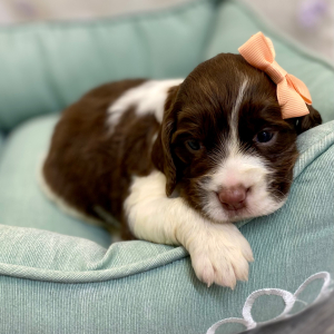 English Springer Spaniel Puppy Ronetta