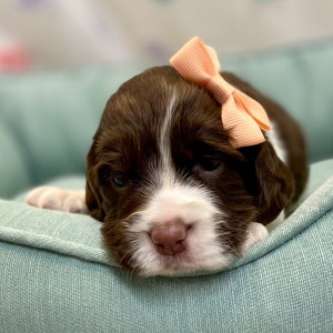 English Springer Spaniel Puppy Ronetta