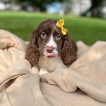 English Springer Spaniel Puppy Ronetta