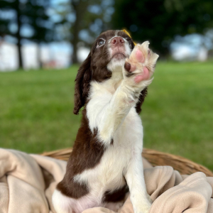 English Springer Spaniel Puppy Ronetta