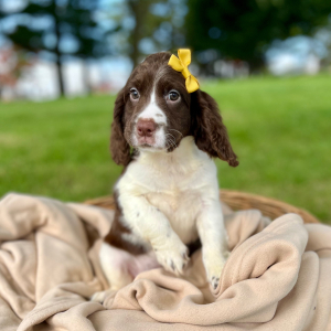 English Springer Spaniel Puppy Ronetta