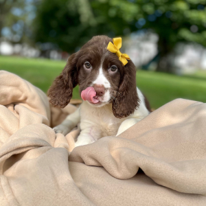 English Springer Spaniel Puppy Ronetta