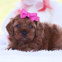 Cavapoo Puppy Aurora