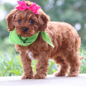 Cavapoo Puppy Aurora