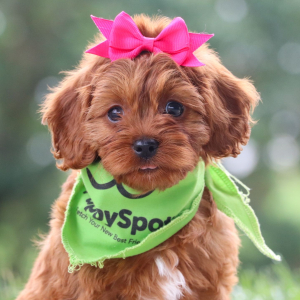 Cavapoo Puppy Aurora