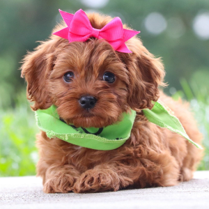 Cavapoo Puppy Aurora