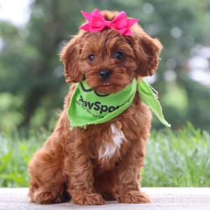 Cavapoo Puppy Aurora