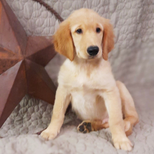 Golden Retriever Puppy Andy