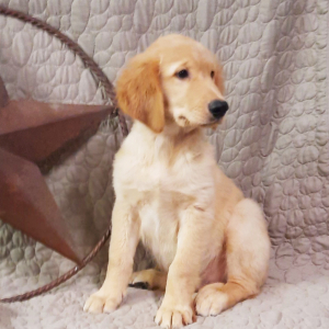 Golden Retriever Puppy Andy