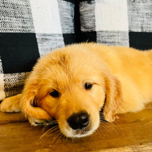 Golden Retriever Puppy Destiny
