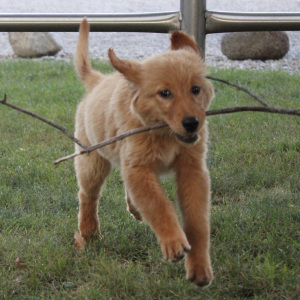 Golden Retriever Puppy Princess
