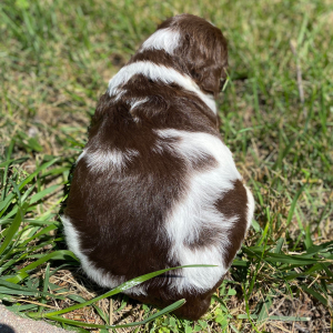 English Springer Spaniel Puppy Zody