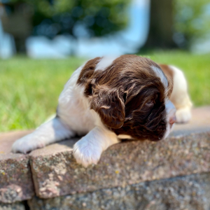English Springer Spaniel Puppy Zody