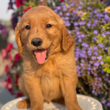 Golden Retriever Puppy Violet