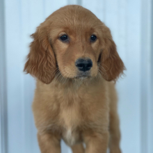 Golden Retriever Puppy Locks