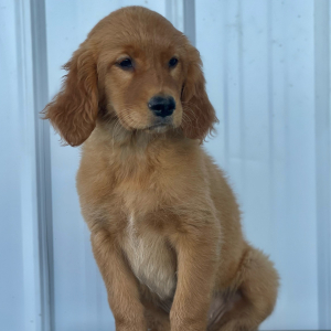 Golden Retriever Puppy Locks