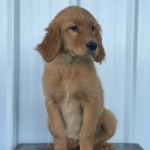 Golden Retriever Puppy Locks