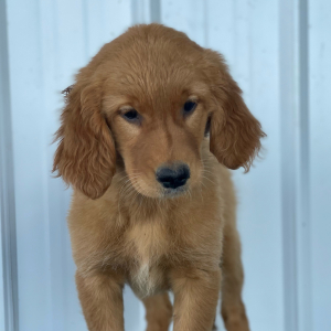 Golden Retriever Puppy Locks