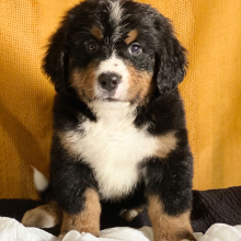 Bernese Mountain Dog Puppy Cameron