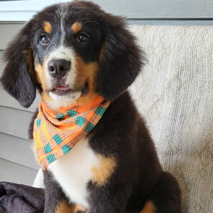 Bernese Mountain Dog Puppy Cameron