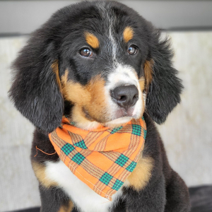 Bernese Mountain Dog Puppy Cameron