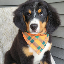 Bernese Mountain Dog Puppy Cameron