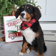 Bernese Mountain Dog Puppy Cameron