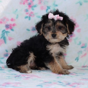 Yorkiepoo Puppy Cora