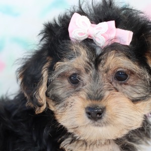 Yorkiepoo Puppy Cora
