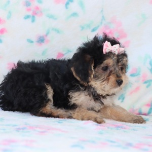 Yorkiepoo Puppy Cora